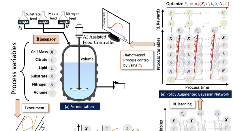 Policy Optimization in Bayesian Network Hybrid Models of Biomanufacturing Processes