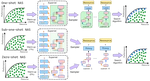 SiGeo: Sub-One-Shot NAS via Information Theory and Geometry of Loss Landscape