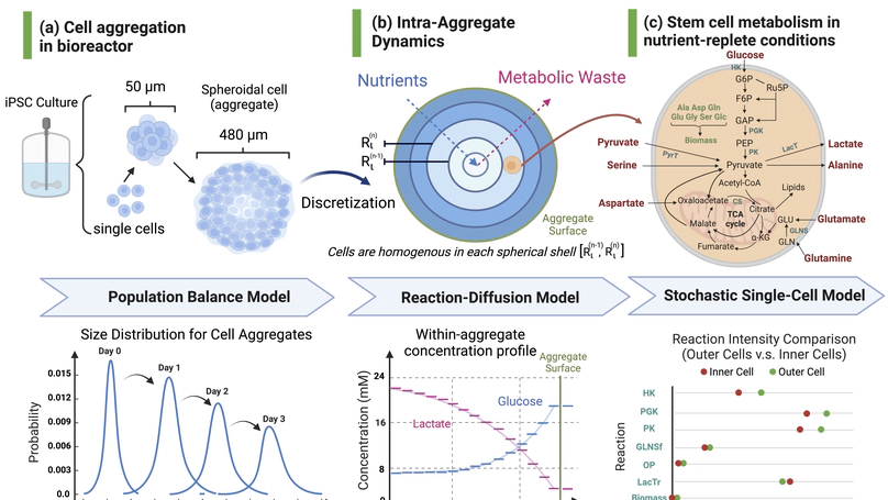 Stochastic biological system-of-systems modelling for iPSC culture